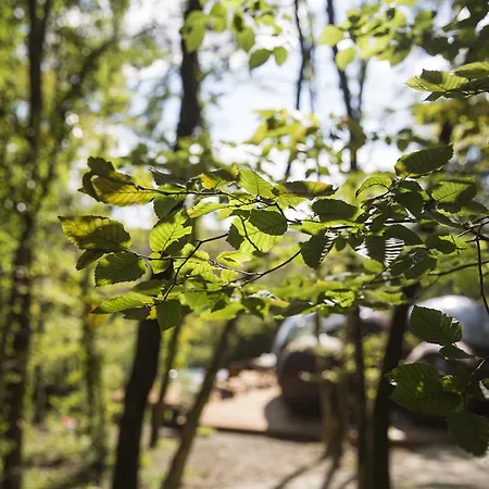 Chrysalide Saint Martin Couette-café