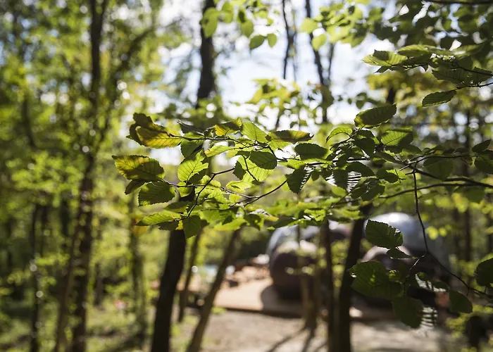 Chrysalide Saint Martin Bed and Breakfast